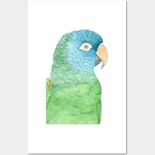 Watercolor blue crowned conure - parakeet painting Posters and Art